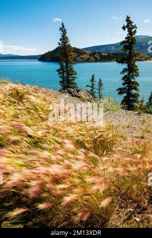 Wildgras wachsen am Kluane Lake; Kluane National Park; Saint Elias Mountains; Alaska Highway; Yukon Territory; Kanada Stockfoto