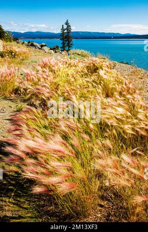 Wildgras wachsen am Kluane Lake; Kluane National Park; Saint Elias Mountains; Alaska Highway; Yukon Territory; Kanada Stockfoto