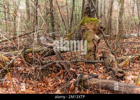 Ein gefallener Baum hat Moos und andere Wachstumsformen, da er in einem feuchten, nassen Klima im Osten Tennessees liegt. Stockfoto