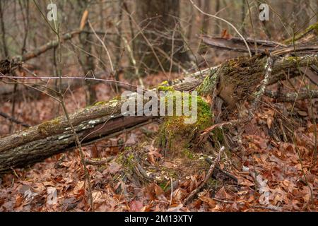 Ein gefallener Baum hat Moos und andere Wachstumsformen, da er in einem feuchten, nassen Klima im Osten Tennessees liegt. Stockfoto
