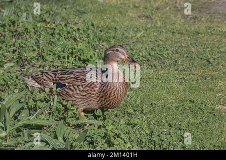 Weibliche Stockente hoch oben auf dem Gras an einem sonnigen Tag im Freien Stockfoto