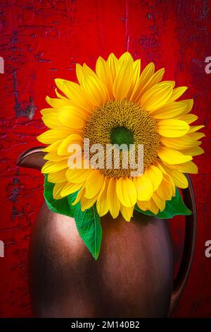 Sonnenblume Im Kupferkübel Gegen Die Rote Wand Stockfoto