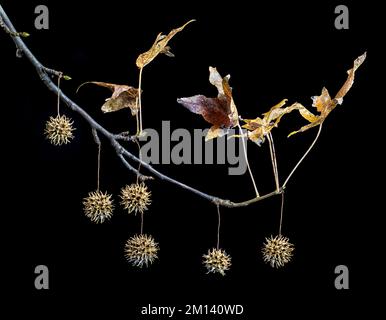 Zweig des amerikanischen Süßgummibaums (Liquidambar styraciflua) im Spätherbst, mit Früchten. Stockfoto