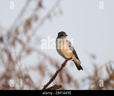 Roststarling, rosaroter Star, rosaroter Pastor, hoch oben auf dem Ast. Pastor Roseus. Stockfoto