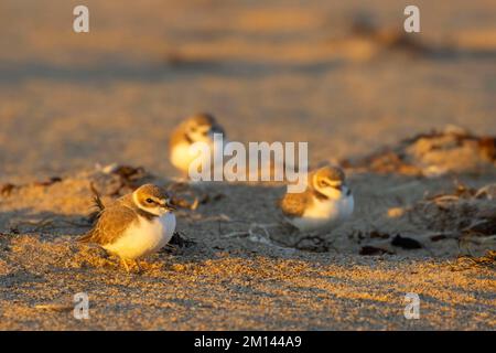 Schneepflug (Charadrius nivosus), Salinas River National Wildlife Refuge, Kalifornien Stockfoto