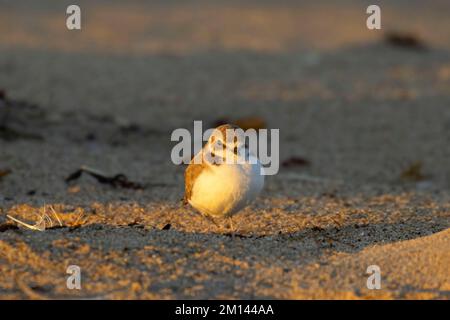 Schneepflug (Charadrius nivosus), Salinas River National Wildlife Refuge, Kalifornien Stockfoto