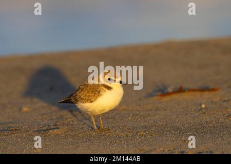 Schneepflug (Charadrius nivosus), Salinas River National Wildlife Refuge, Kalifornien Stockfoto