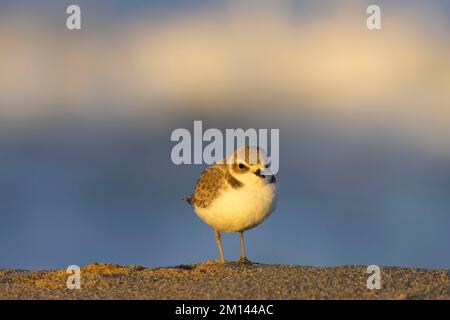 Schneepflug (Charadrius nivosus), Salinas River National Wildlife Refuge, Kalifornien Stockfoto