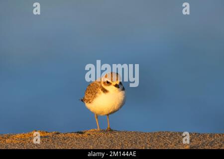 Schneepflug (Charadrius nivosus), Salinas River National Wildlife Refuge, Kalifornien Stockfoto