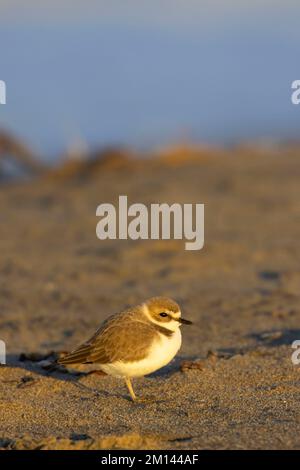 Schneepflug (Charadrius nivosus), Salinas River National Wildlife Refuge, Kalifornien Stockfoto