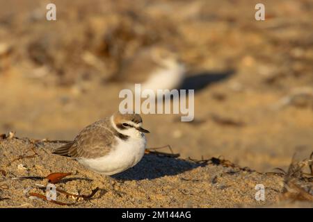 Schneepflug (Charadrius nivosus), Salinas River National Wildlife Refuge, Kalifornien Stockfoto