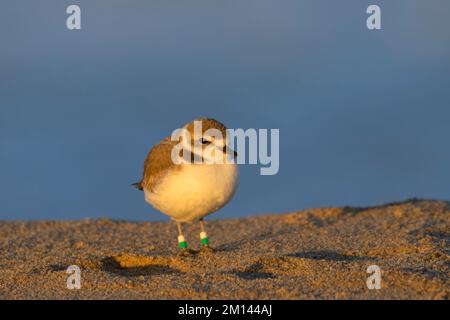 Schneepflug (Charadrius nivosus) mit Beinbändern, Salinas River National Wildlife Refuge, Kalifornien Stockfoto