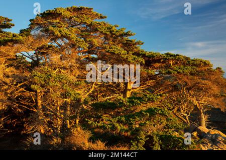 Monterey Cypress, Point Lobos State Reserve, Big Sur Coast Highway Scenic Byway, Kalifornien Stockfoto