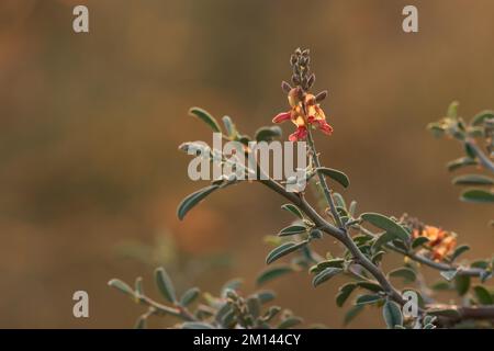 Indigofera oblongifolia-Pflanzenzusammenfassung. Indigo-Fabrik. Wunderschöne blühende rosafarbene Blüten der Indigo-Pflanze in der Natur. Stockfoto