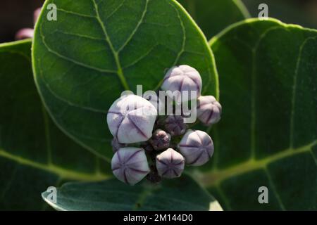 Nahtdetails der Blüten von Calotropis procera. Apfel von sodom, Königskrone, Gummibaum, Gummibauch, Toter Seeapfel, Nahaufnahme. Stockfoto