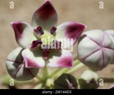 Nahtdetails der Blüten von Calotropis procera. Apfel von sodom, Königskrone, Gummibaum, Gummibauch, Toter Seeapfel, Nahaufnahme. Stockfoto