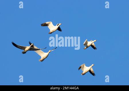 Schneegänse (Chen caerulescens), Sacramento National Wildlife Refuge, Kalifornien Stockfoto