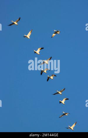 Schneegänse (Chen caerulescens), Sacramento National Wildlife Refuge, Kalifornien Stockfoto