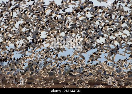 Schneegänse (Chen caerulescens), Sacramento National Wildlife Refuge, Kalifornien Stockfoto