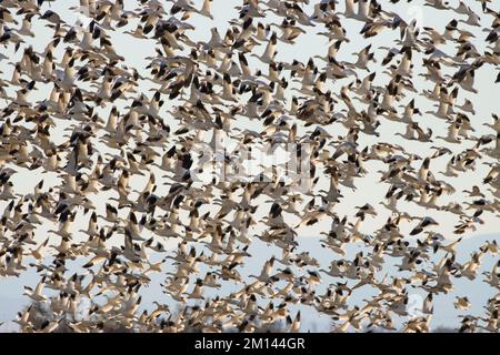Schneegänse (Chen caerulescens), Sacramento National Wildlife Refuge, Kalifornien Stockfoto