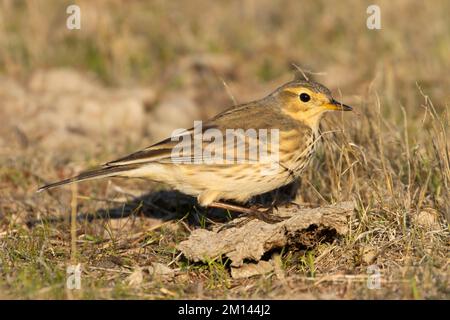 American Pipit (Anthus rubescens), Merced National Wildlife Refuge, Kalifornien Stockfoto