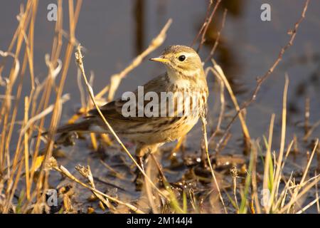 American Pipit (Anthus rubescens), Merced National Wildlife Refuge, Kalifornien Stockfoto