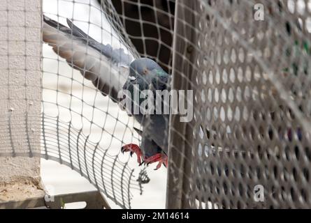 Eine Taube fliegt auf dem Balkon eines Hauses, geschützt durch ein Schutzgitter Stockfoto