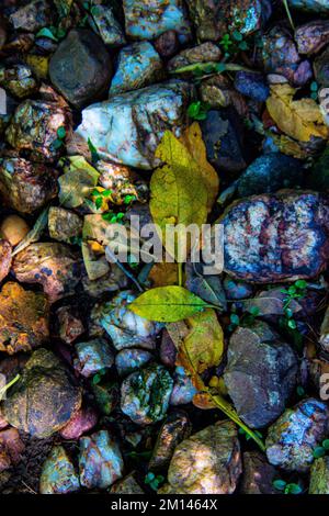 Stones and fallen leaves image for background use Stockfoto