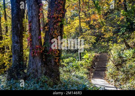 Malerischer Wanderweg in der Nähe der Yudaki Falls im Park um den Yunoko Lake im Herbst Stockfoto