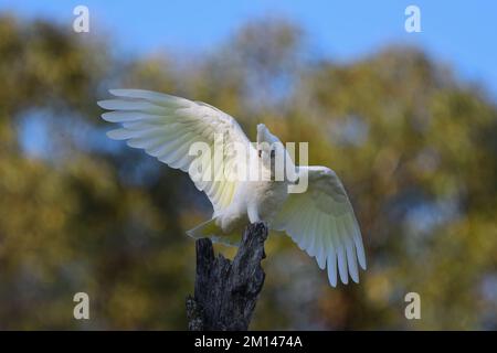 Ein ausgewachsener australischer kleiner Corella-Cacatua-Sanguinea-Vogel, der auf einem alten Baumstumpf hockt und seine Flügel im Zorn weht, um sein Territorium zu schützen Stockfoto