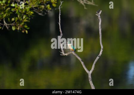 Eine Umweltaufnahme eines australischen männlichen, männlichen, heiligen Kingfisher - Todiramphus sanctus - Vogel, der morgens auf einem Ast in einem Gezeitenfluss hoch steht Stockfoto