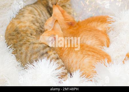 Streunende Hauskatzen lagen auf glitzernder weißer Weihnachtsgirlande. Drei Ingwerkätzchen melken auf pfefferfarbenen Kätzchen. Horizontaler Hintergrund, Konzept. Stockfoto