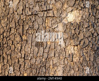 Ahornbaum, Rindenmuster, natürliche Hintergrundstruktur Stockfoto