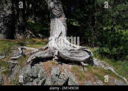 Alte Lärche auf Felsen Stockfoto