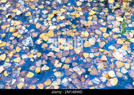 Bunte Herbstblätter treiben auf der Wasseroberfläche in einem See Stockfoto