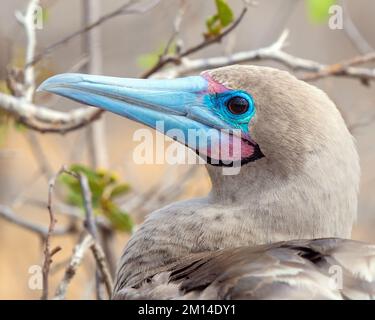 Porträt eines Rotfußschnuppers (Sula Sula) von Punta Pitt, San Cristobal Island, Galapagos-Nationalpark, Ecuador. Stockfoto