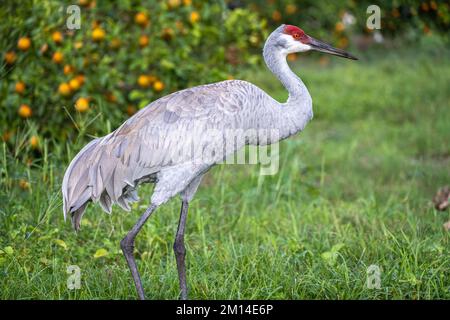 Sandhill Crane (Grus canadensis) wandert durch einen Orangenhain am Showcase of Citrus in Clermont, Florida, südwestlich von Orlando. (USA) Stockfoto