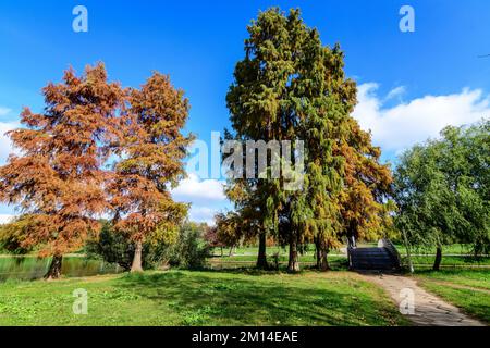 Landschaft mit vielen großen grünen, gelben, orangefarbenen und roten alten Weißkopfzypressen in der Nähe des Sees an einem sonnigen Herbsttag im Tineretului Park in Bukarest, R Stockfoto