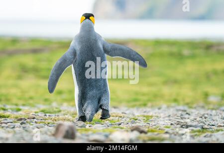 Einzel-King-Pinguin King-Pinguin (APTENODYTES PATAGONICUS) in Südgeorgien bei Grytviken Stockfoto