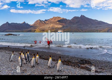 Touristen in den Tierarten eines antarktischen Expeditionsschiffs, das in Fortuna Bay an der Nordküste Südgeorgias mit Königspinguinen im Vordergrund von Bord geht Stockfoto