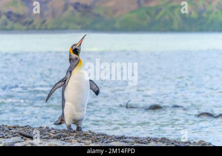 Einzel-King-Pinguin King-Pinguin (APTENODYTES PATAGONICUS) in Südgeorgien bei Grytviken Stockfoto