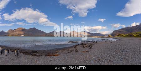 Touristen in den Tierarten eines antarktischen Expeditionsschiffs, das in Fortuna Bay an der Nordküste Südgeorgias mit Königspinguinen im Vordergrund von Bord geht Stockfoto