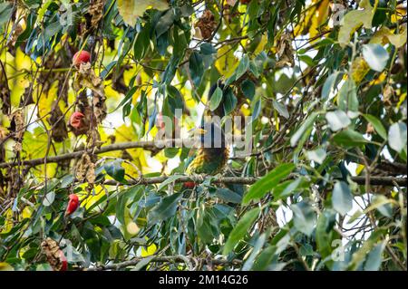 Tolle Barbet- oder Megalaima virens-Vogelmischung in der Umgebung oder getarnt in einem natürlichen grünen Hintergrund auf einem Obstbaum im dhikala jim corbett india Stockfoto