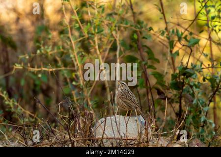 Upland Pipit oder Anthus sylvanus Vogel auf Felsen in natürlichen grünen Hintergrund am Fuße des himalaya uttarakhand indien asien thront Stockfoto