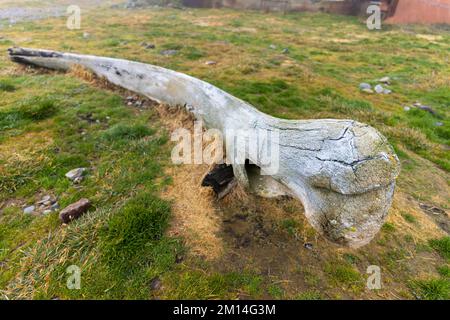 Altes Walfisch am Strand der jetzt verlassenen Walfangstation in Grytviken - auf der Insel Süd-Georgia. Stockfoto