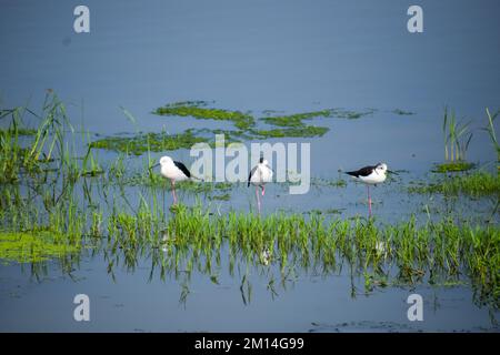 Eine Gruppe schwarzer Stelzen in einem Teich. Stockfoto
