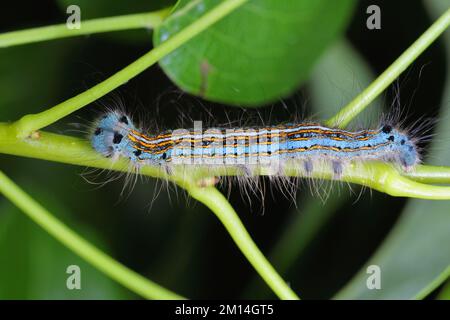 Lackmottenraupe, Larve (Malacosoma neustria) auf den Blättern von Birnenbäumen im Obstgarten. Stockfoto