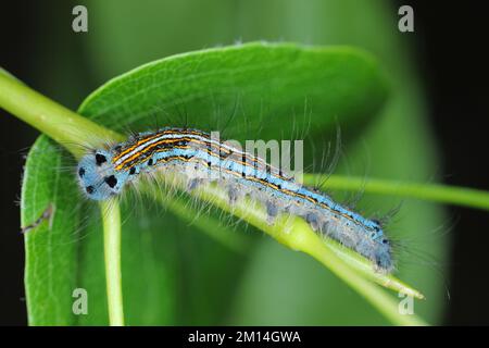 Lackmottenraupe, Larve (Malacosoma neustria) auf den Blättern von Birnenbäumen im Obstgarten. Stockfoto