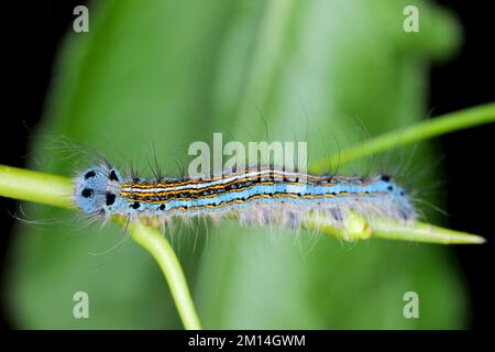 Lackmottenraupe, Larve (Malacosoma neustria) auf den Blättern von Birnenbäumen im Obstgarten. Stockfoto