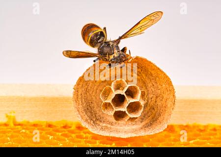 Makro Bild der Asiatische Hornissen beginnen von Nest auf einer neuen gelben Rahmen der Bienenstock, mit einer Hornet, das Nest. Sie sind verantwortlich für den Tod der Bienen Stockfoto